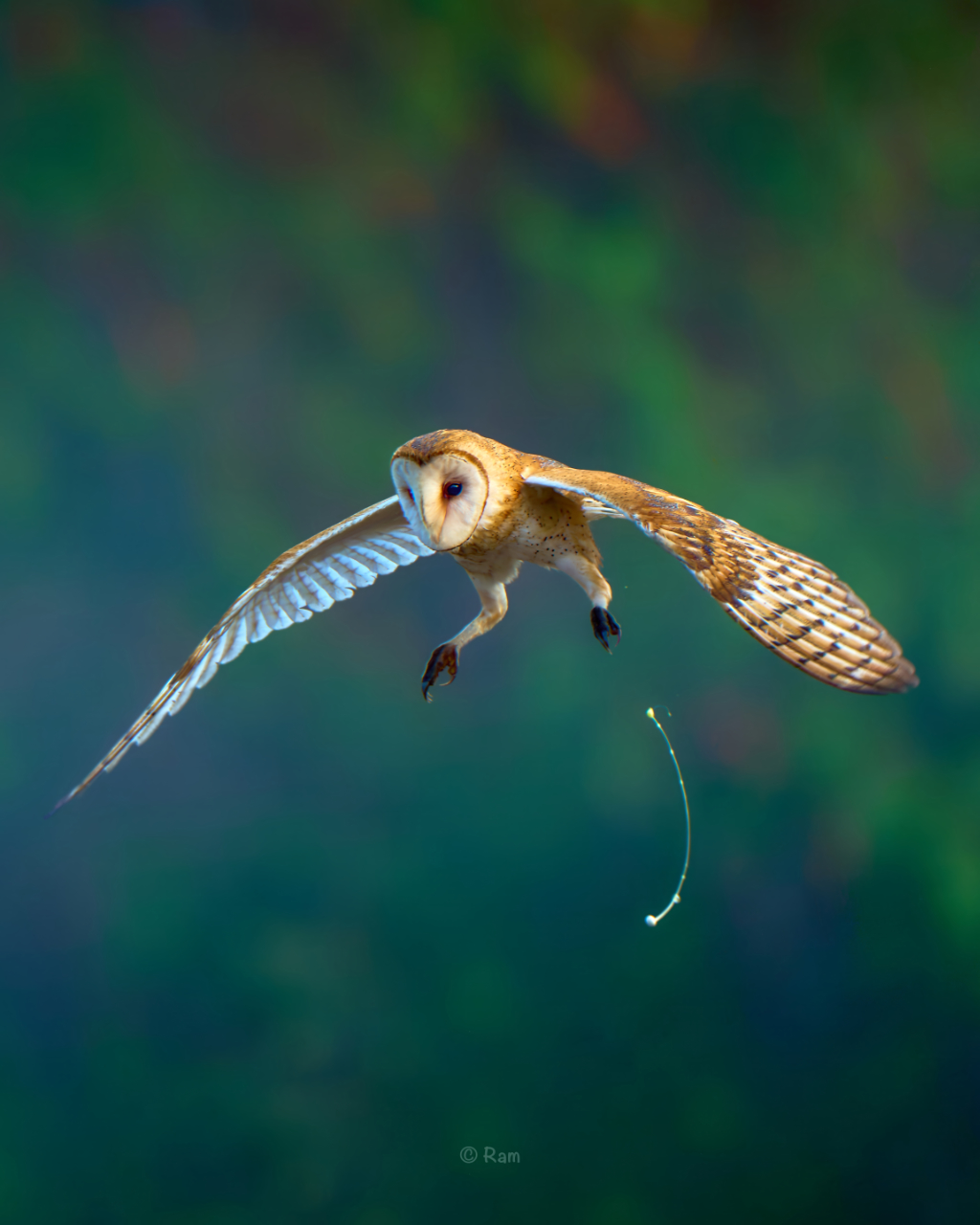 Barn Owl
