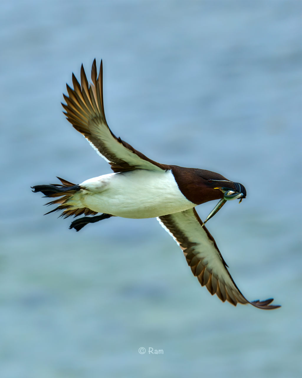 Razorbill