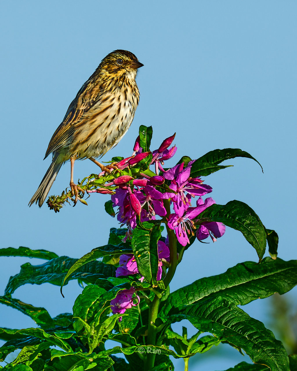 Savannah Sparrow