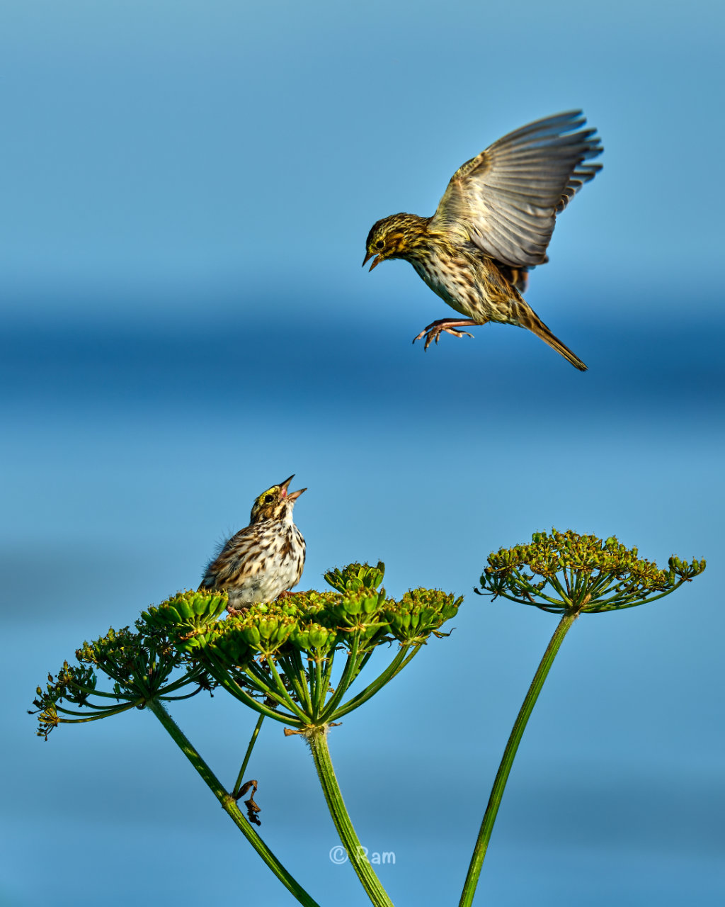 Savannah Sparrow
