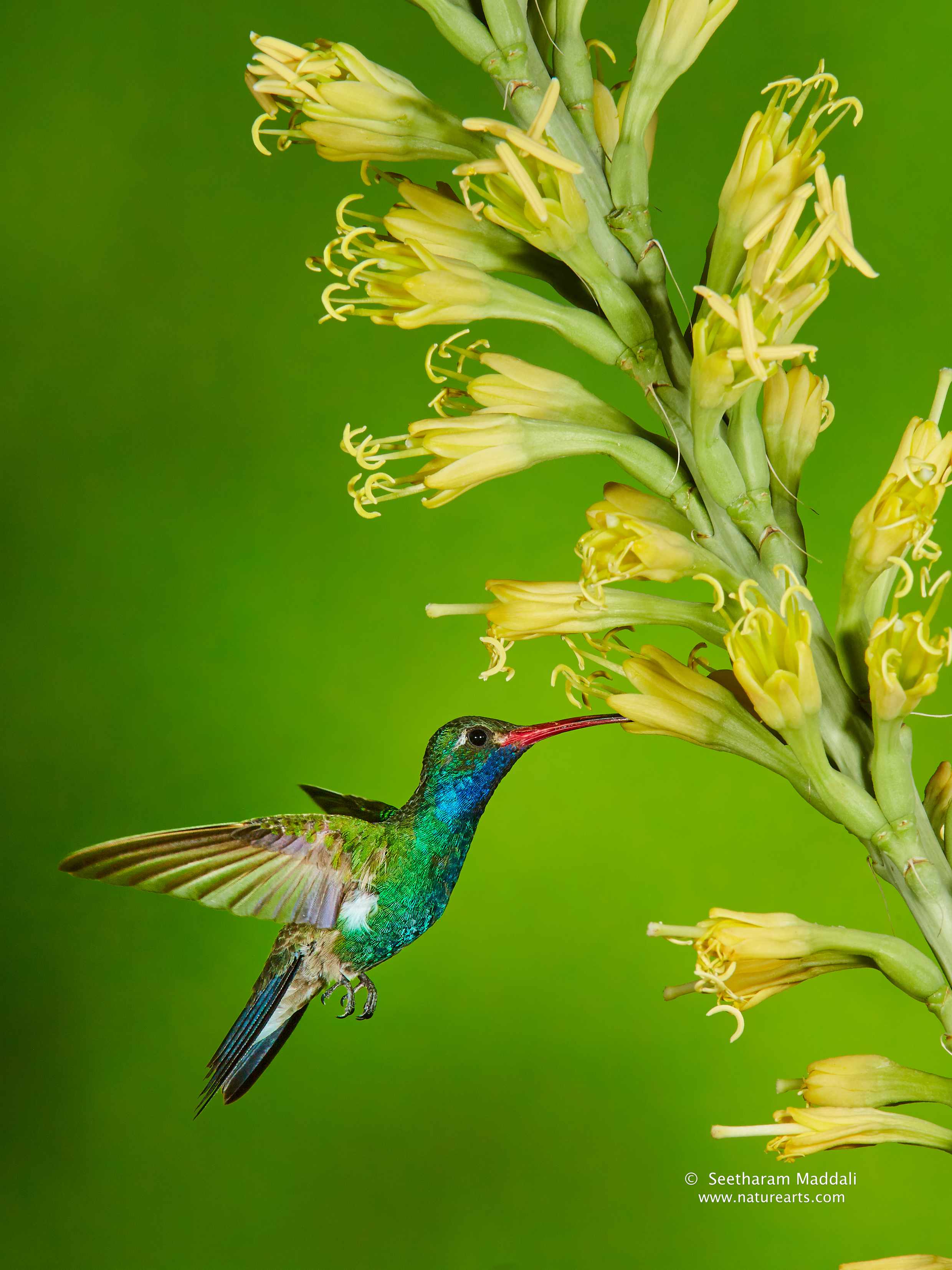 Borad-billed hummingbird