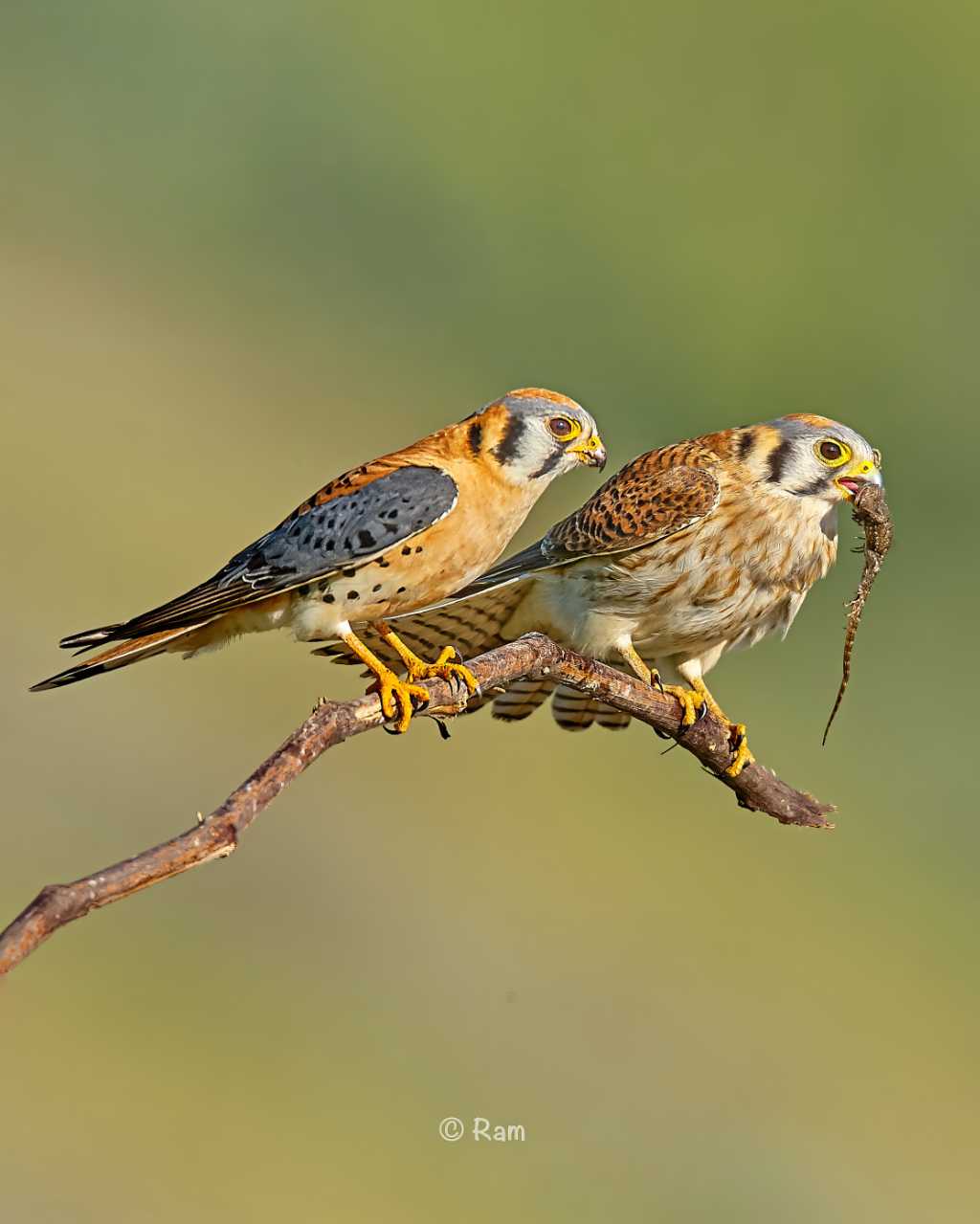 American Kestrel Pair