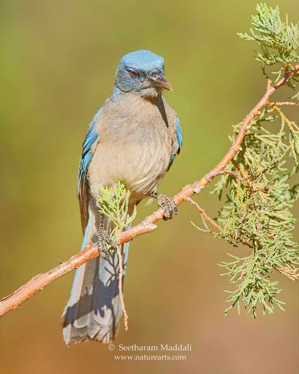 mexican jay