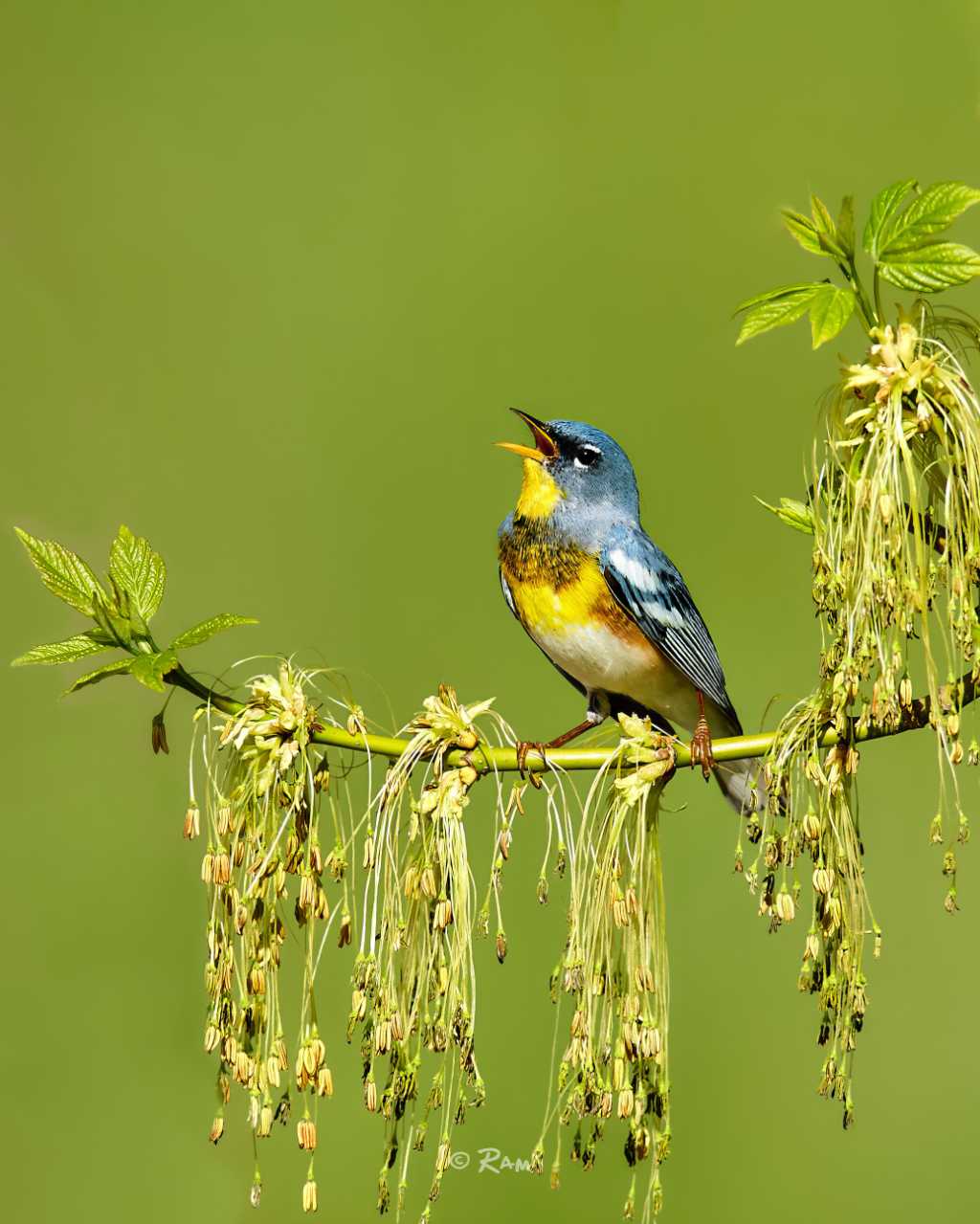 Northern Parula