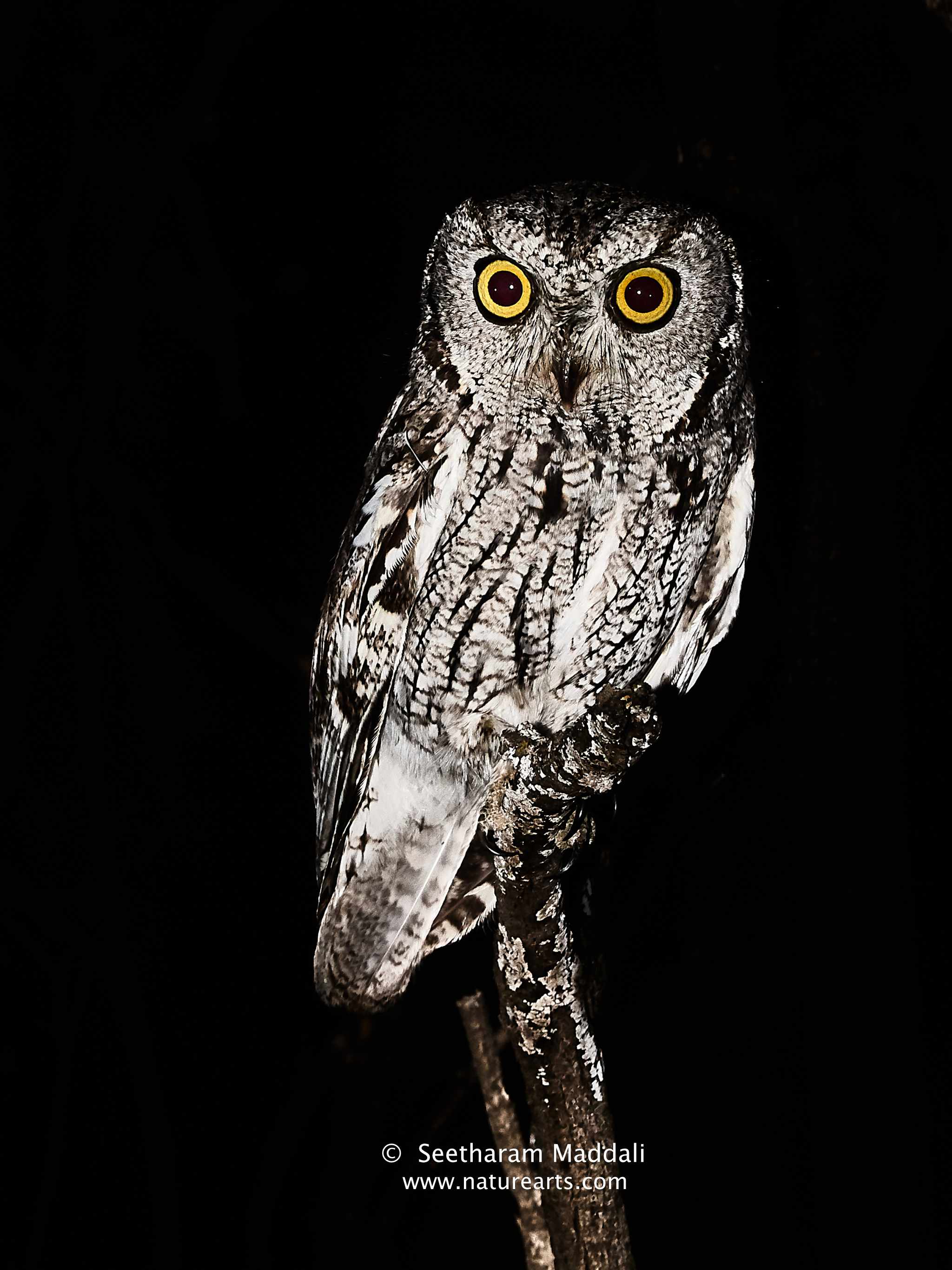 western screetch owl