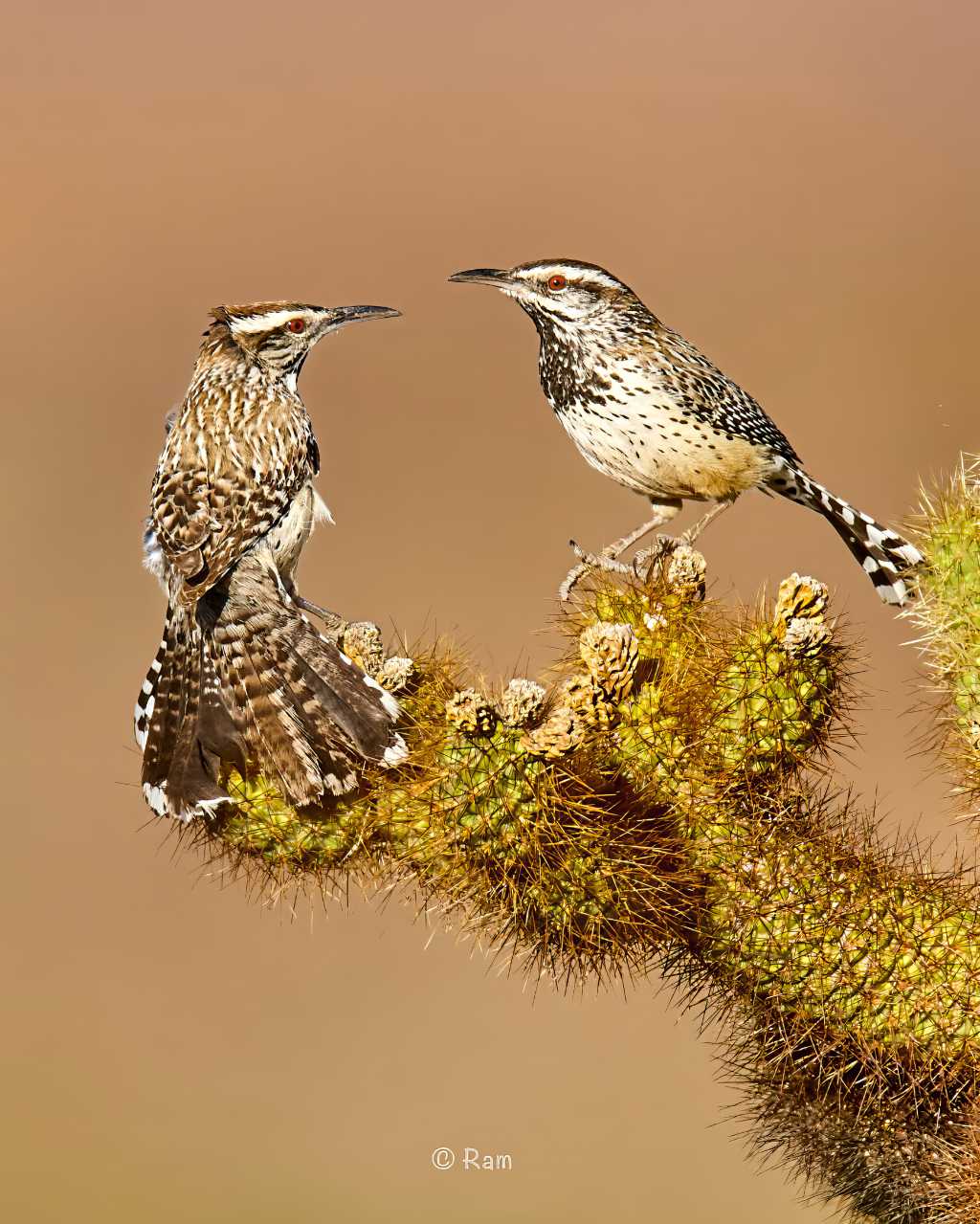 Cactus Wren Pair