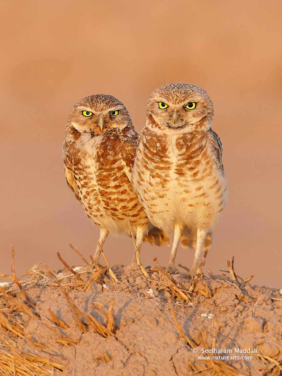 burrowing owl pair