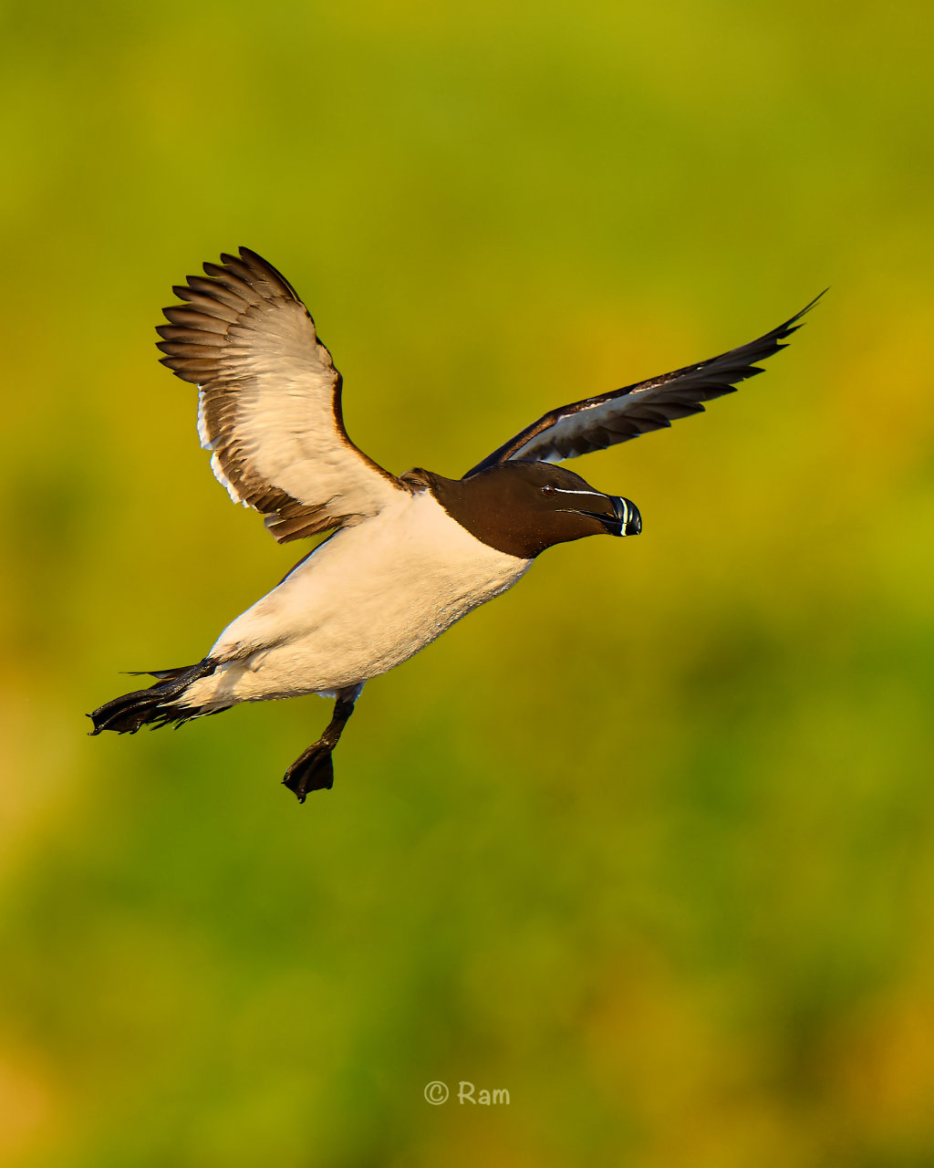 Razorbill