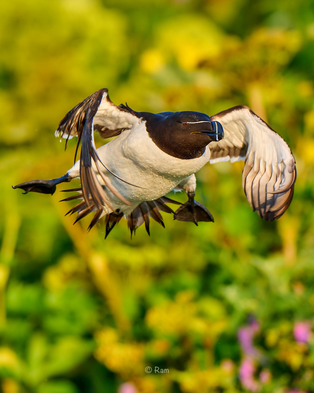 Atlantic puffin