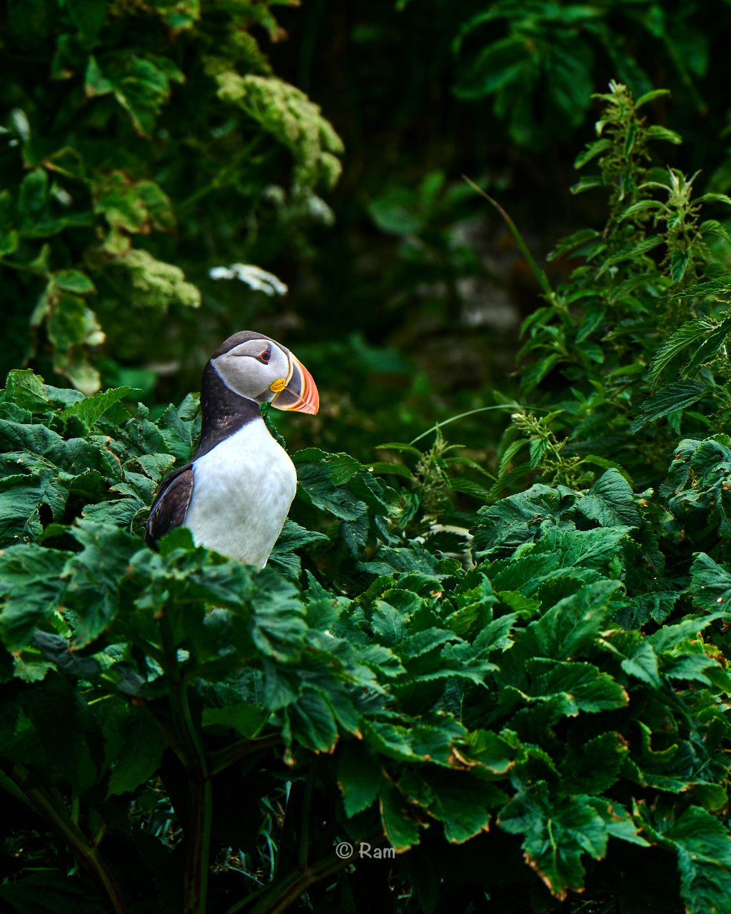 Atlantic puffin