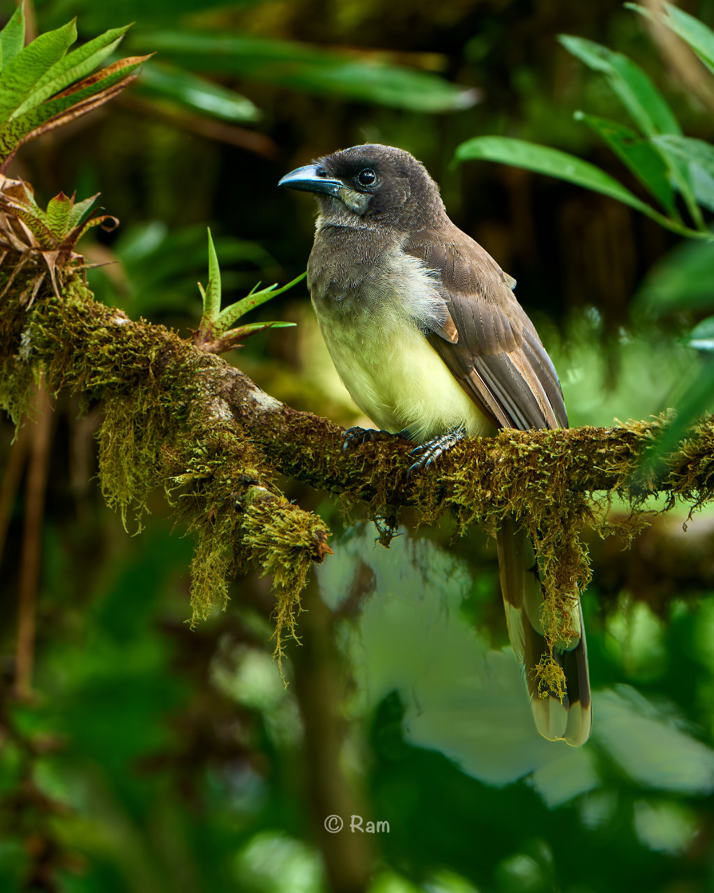 Brown jay