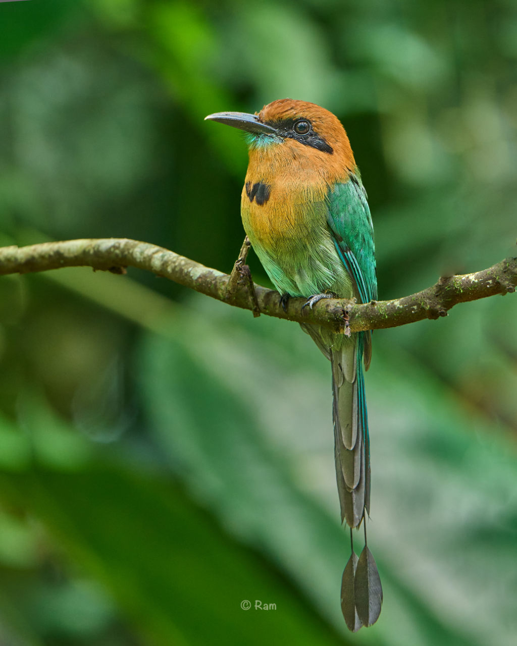 Broad-billed Motmot 