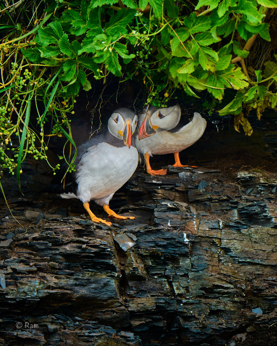 Atlantic puffin