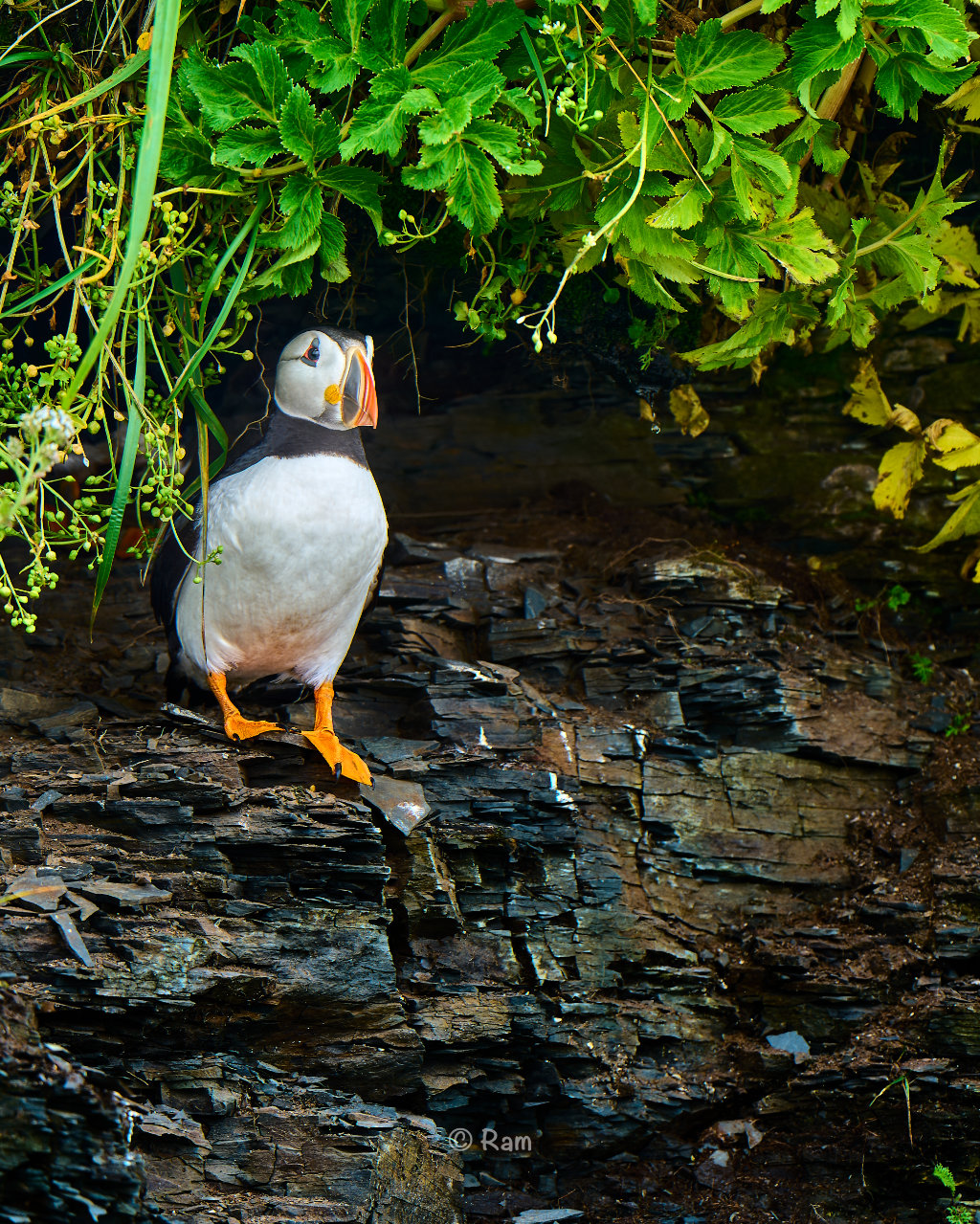 Atlantic Puffin