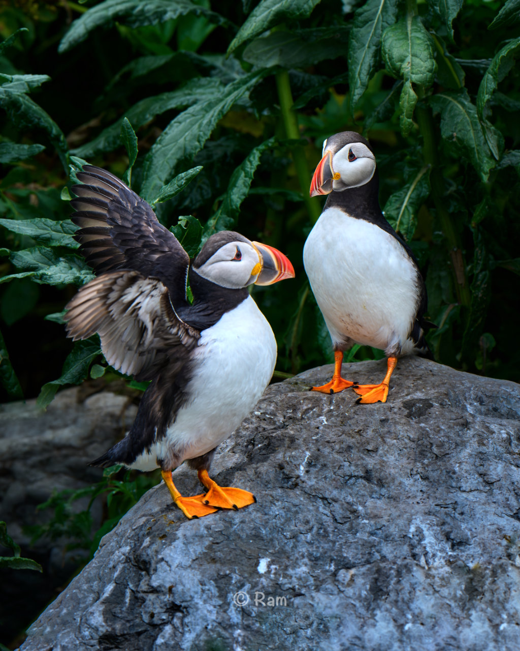 Atlantic puffin