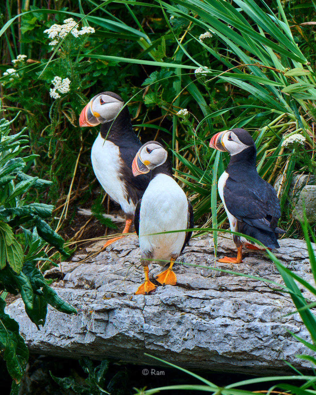 Atlantic puffin