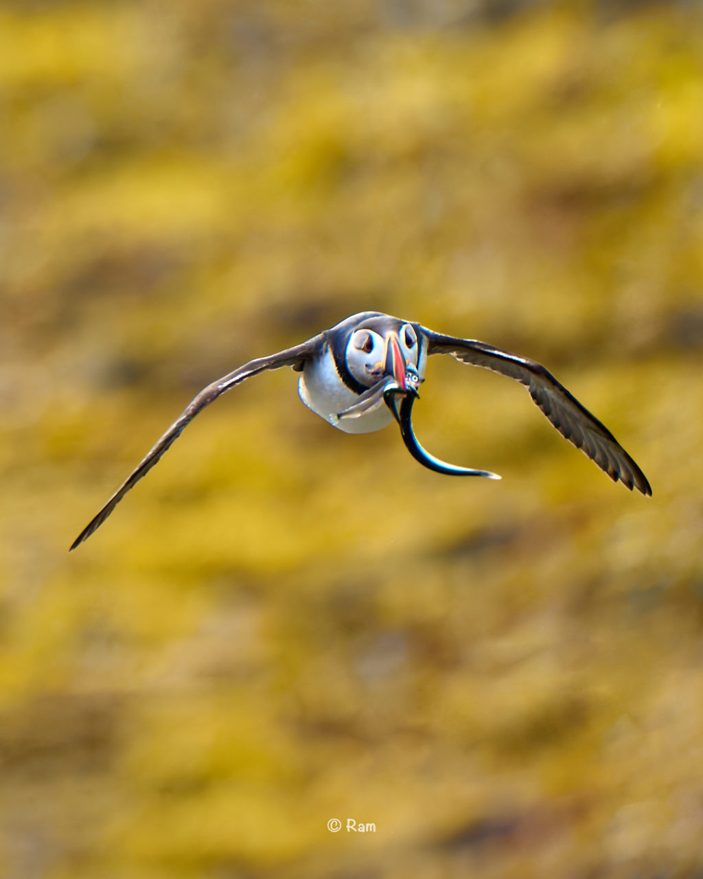 Atlantic Puffin