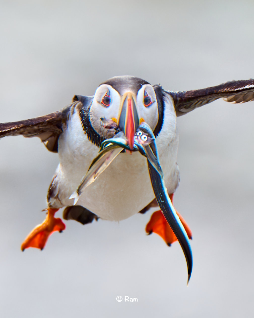 Atlantic puffin