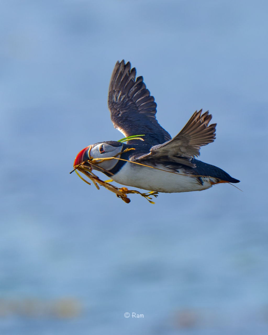 Atlantic puffin