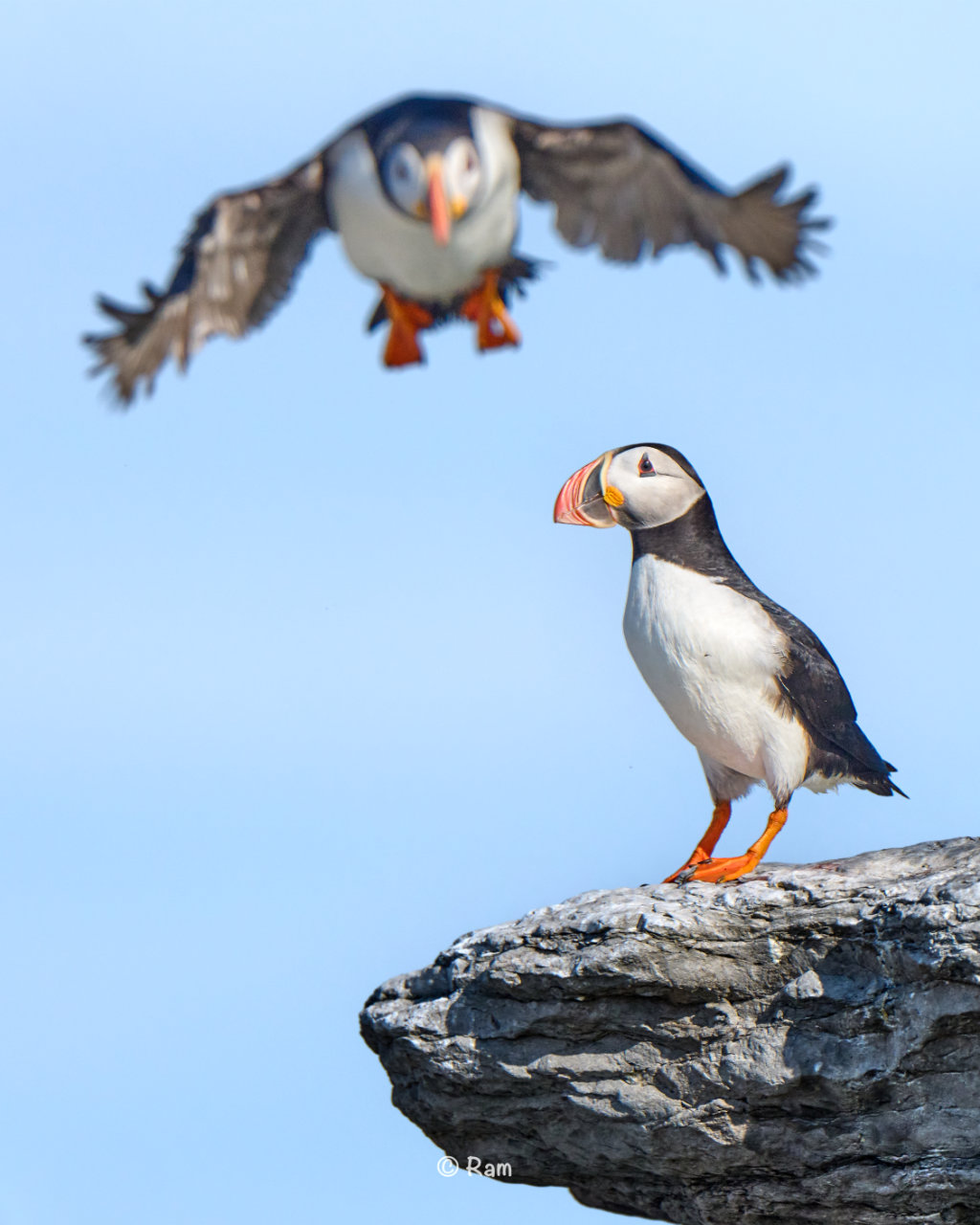 Atlantic puffin