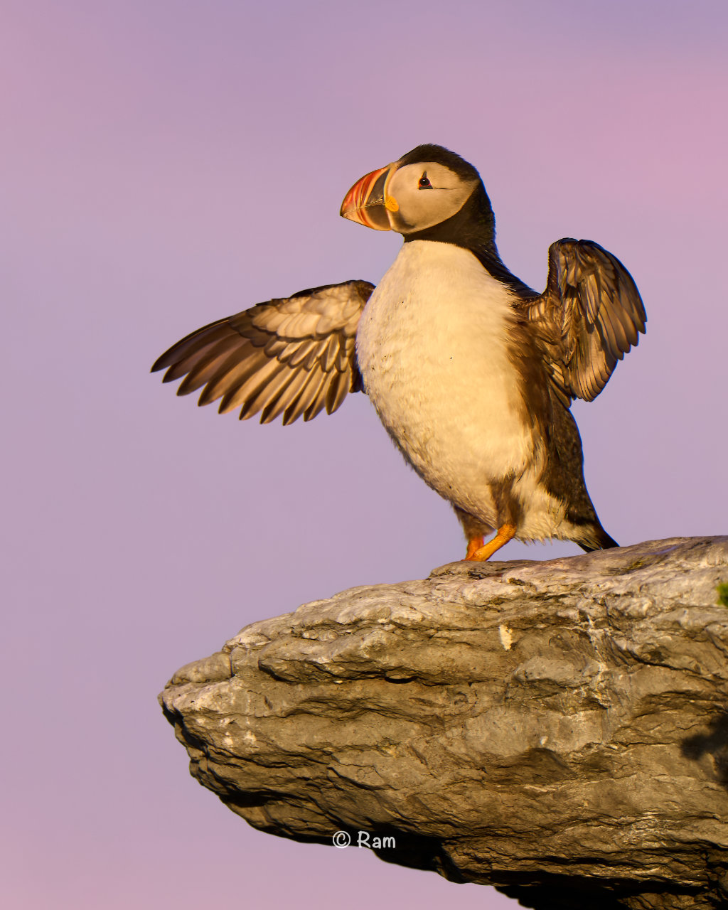 Atlantic puffin