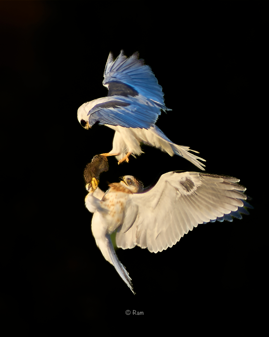 White-tailed Kite