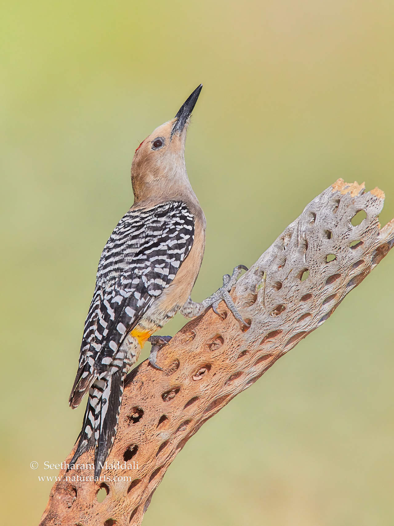 gila woodpecker male