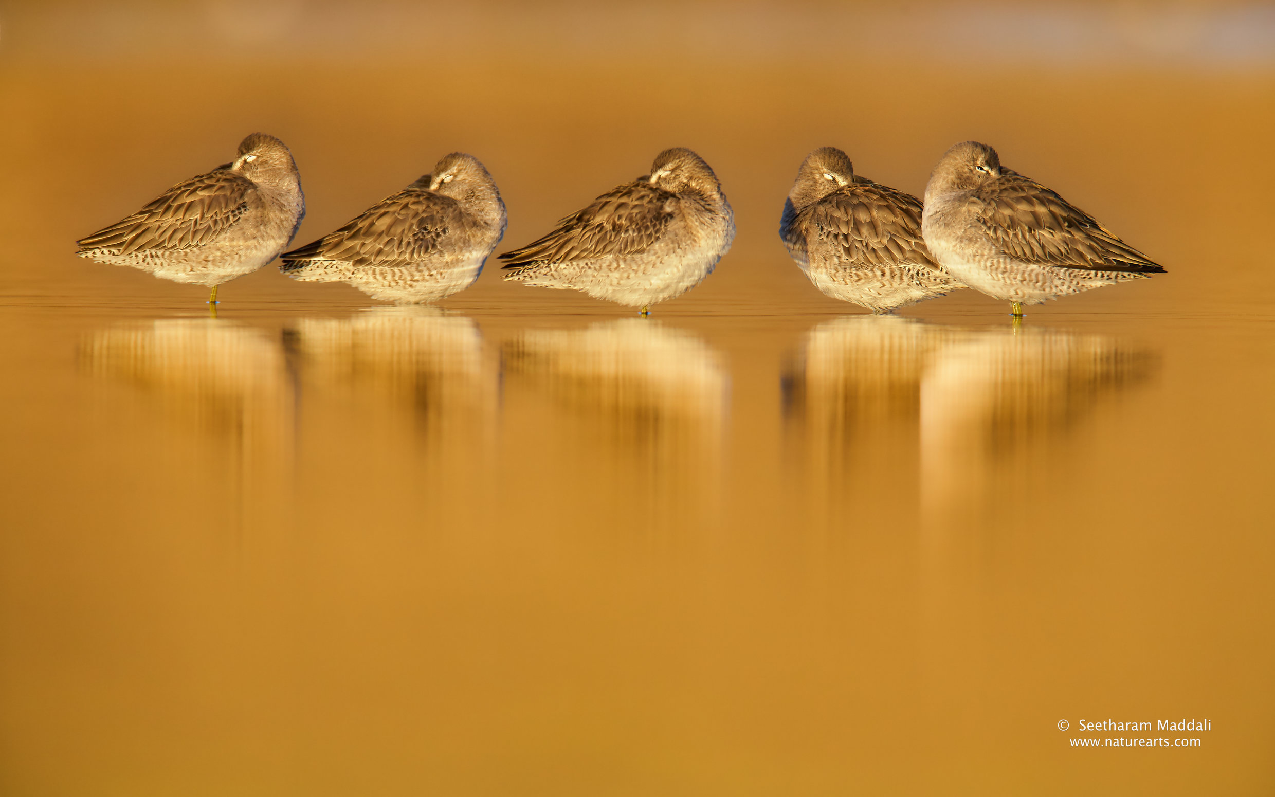 dowitchers