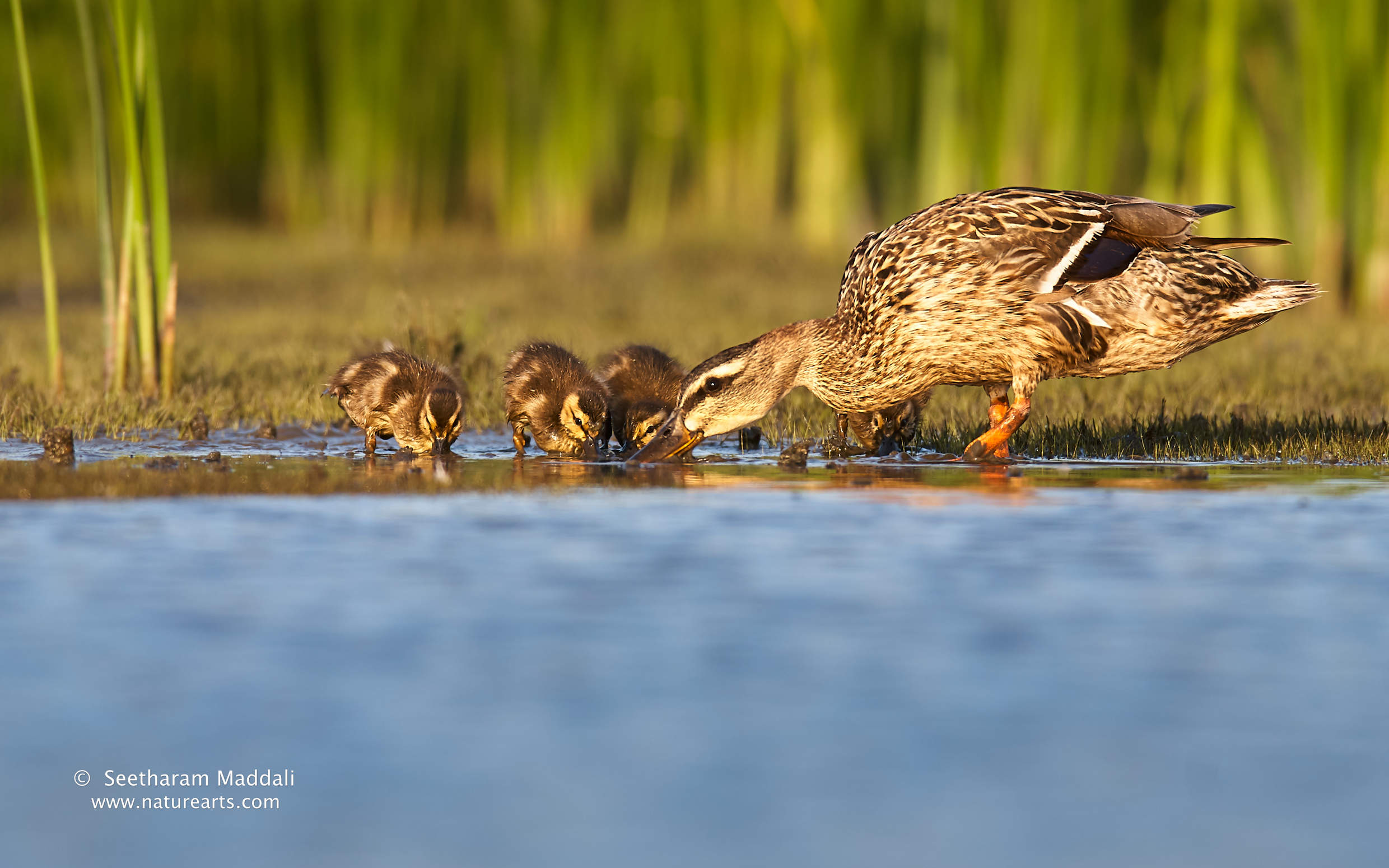 Mallard Duckling with mother